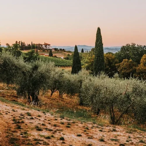 Provence Rosé: Terroir, Technique, and the Quiet Evolution of a Global Benchmark