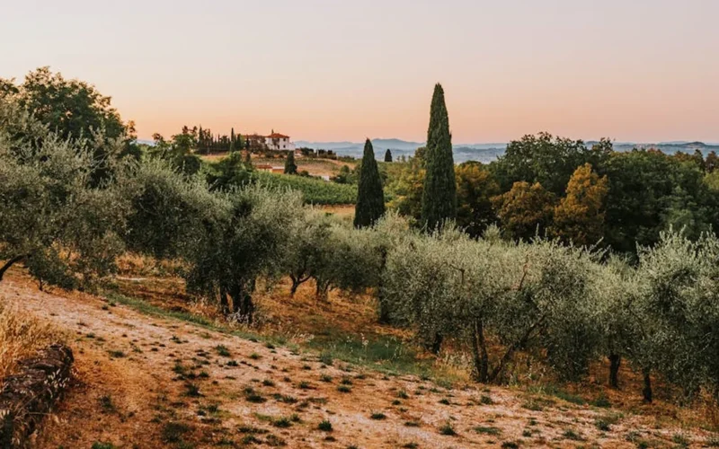 A glass of rosé wine pouring into a terracotta bowl under a sunset with olive trees in the background.