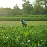 Farmer tends coffee plants in a biodynamic farm during sunrise with wildflowers and tools nearby.