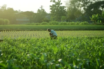 Spirit and Soil: How Biodynamic Farming Reshapes Coffee’s Future