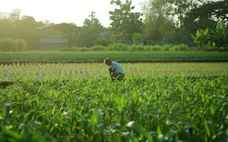 Farmer tends coffee plants in a biodynamic farm during sunrise with wildflowers and tools nearby.