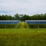 Solar panels and vineyard field under sunlight with tractor in the distance.
