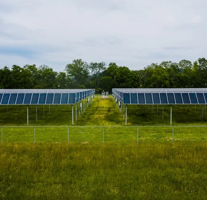 Toro’s Ancient Vines Face a Solar Overhaul