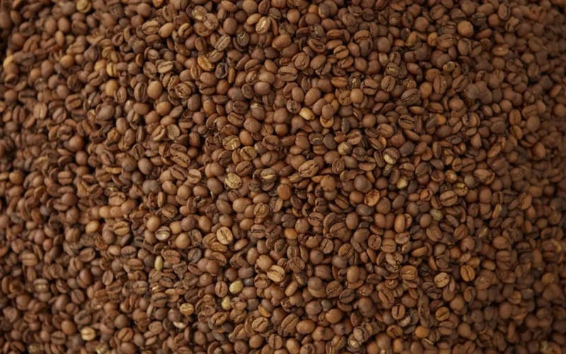Dark roasted coffee beans spilling from a cast iron roaster with steam rising in a rustic kitchen.