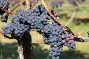 Xynisteri: A Drought-Resilient Grape Redefining Australia’s Vineyards