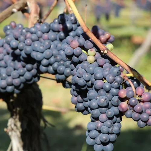 Xynisteri: A Drought-Resilient Grape Redefining Australia’s Vineyards