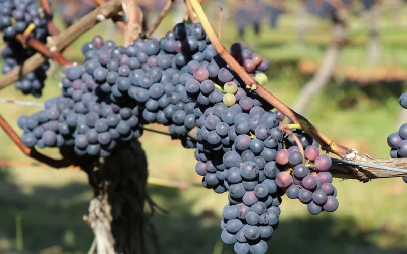 Drought-resistant Xynisteri grape vines in Barossa Valley under sunny sky with dry earth and rustling leaves.