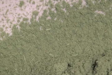 Akai House Matcha’s Fibrous Texture: A Mystery in the Cup