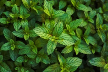 Anji County Sets Global Standard for Low-Carbon Tea Cultivation