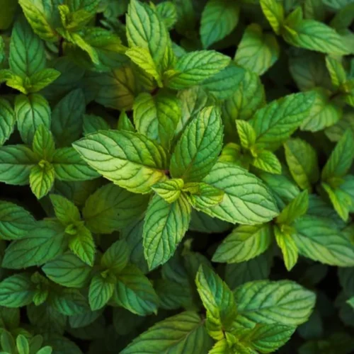 Anji County Sets Global Standard for Low-Carbon Tea Cultivation