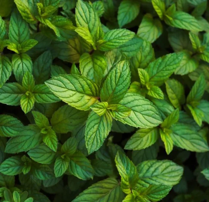 Anji County Sets Global Standard for Low-Carbon Tea Cultivation