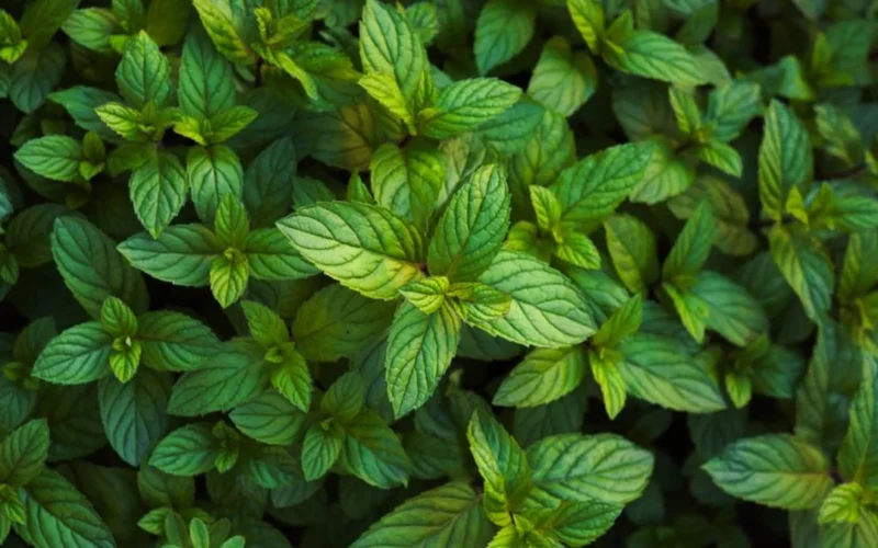 Close-up of fresh green tea leaves with morning dew in a mountain plantation.