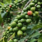 Raw green coffee beans scattered near a declining financial market graph on dark background.