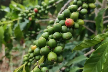 Arabica Futures Hit Eighteen Month Low Amid Brazilian Harvest Projections