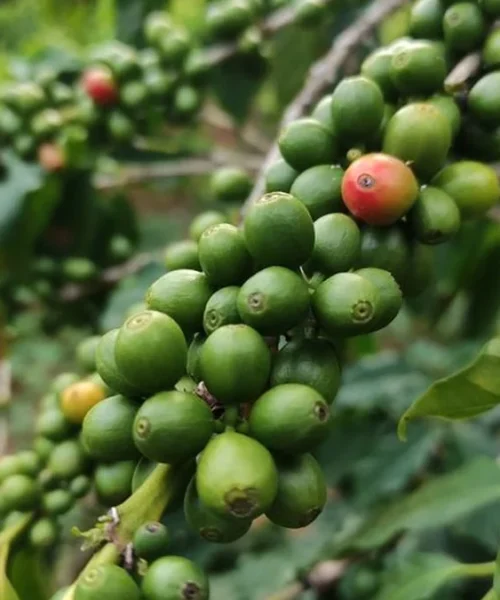 Arabica Futures Hit Eighteen Month Low Amid Brazilian Harvest Projections