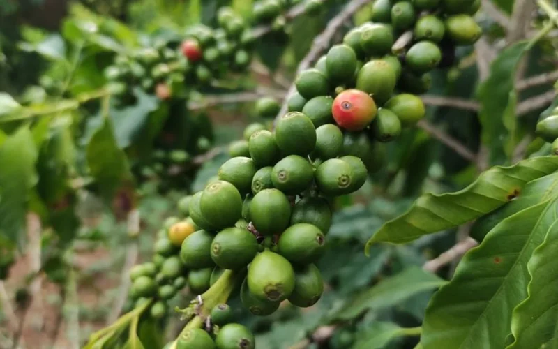 Raw green coffee beans scattered near a declining financial market graph on dark background.