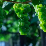 Close-up of a healthy green grape leaf in a California vineyard during golden hour.