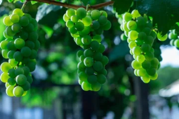 California Lawmakers Seek Millions to Combat Invasive Vineyard Pest