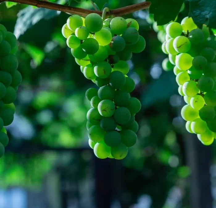 California Lawmakers Seek Millions to Combat Invasive Vineyard Pest
