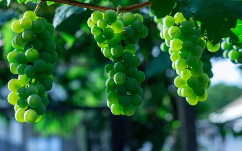 California Lawmakers Seek Millions to Combat Invasive Vineyard Pest