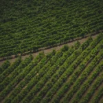 A glass of white wine on a stone ledge overlooking Loire Valley vineyards.