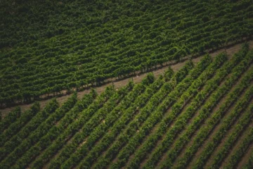 Centre-Loire Offers Depth Beyond Sancerre Shorthand
