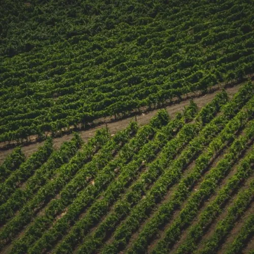 Centre-Loire Offers Depth Beyond Sancerre Shorthand