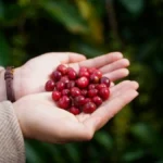Close up of hands holding unprocessed green Arabica coffee beans from the Democratic Republic of Congo.