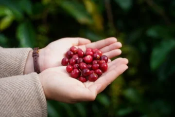 Congolese Microlots Return via High-Quality Cooperative Auction