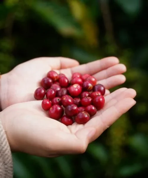 Congolese Microlots Return via High-Quality Cooperative Auction