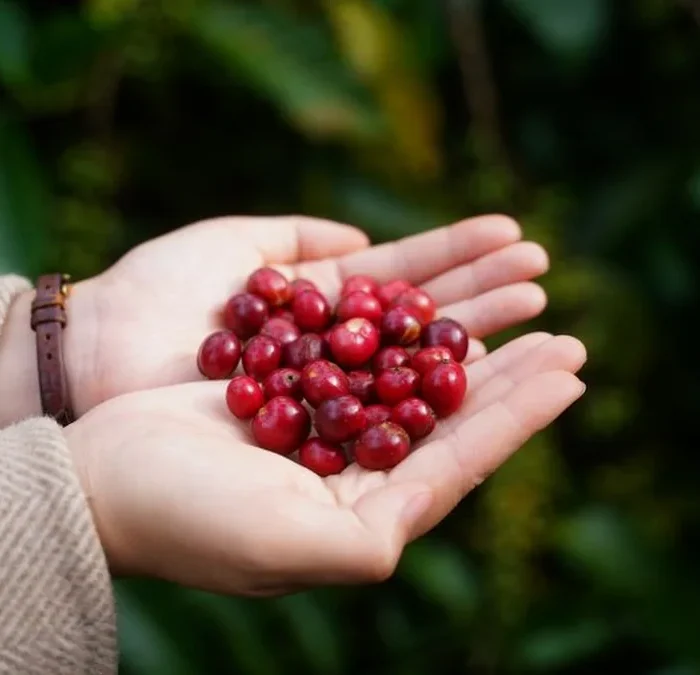 Congolese Microlots Return via High-Quality Cooperative Auction