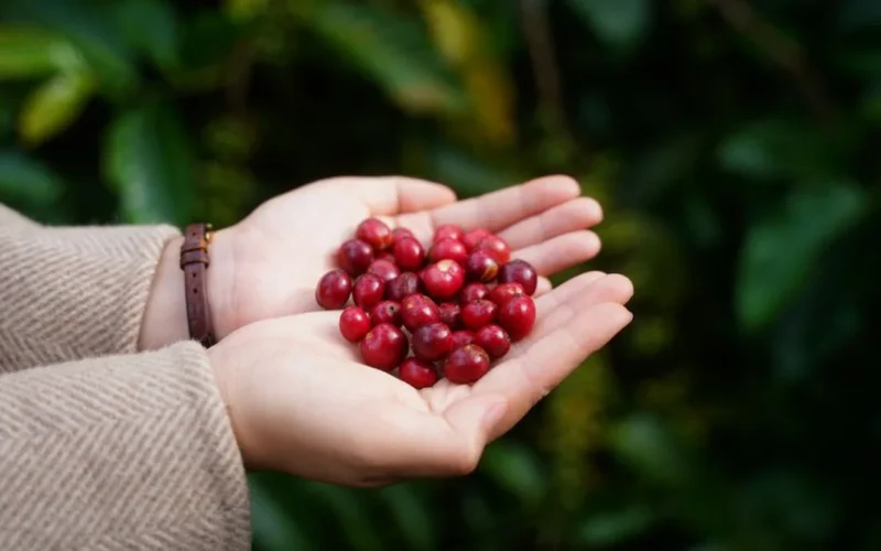 Close up of hands holding unprocessed green Arabica coffee beans from the Democratic Republic of Congo.