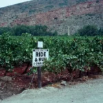 Panoramic view of Chilean vineyards set between the Andes mountains and coastal terrain.