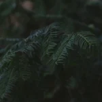Aged green pu-erh tea leaves in a rustic stone bowl with forest lighting.