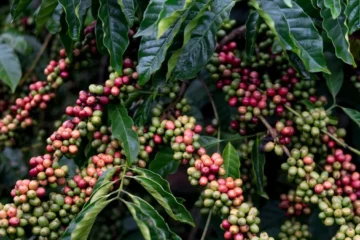 Ethiopia Forecasts Production Surge Through Modernization