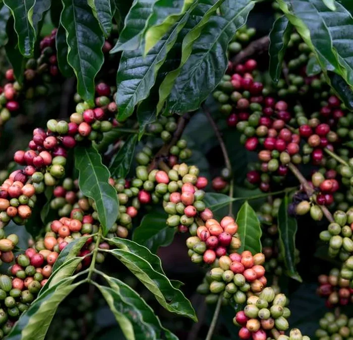 Ethiopia Forecasts Production Surge Through Modernization