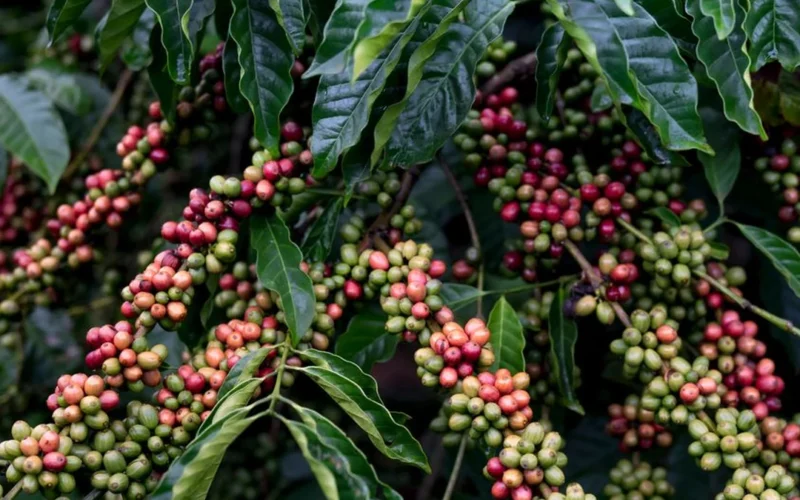 Ethiopia Forecasts Production Surge Through Modernization