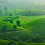 Misty mountain tea plantation with golden sunrise light and traditional workers in the background.