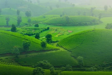 Gui Tea’s Secret to Matcha’s Complexity