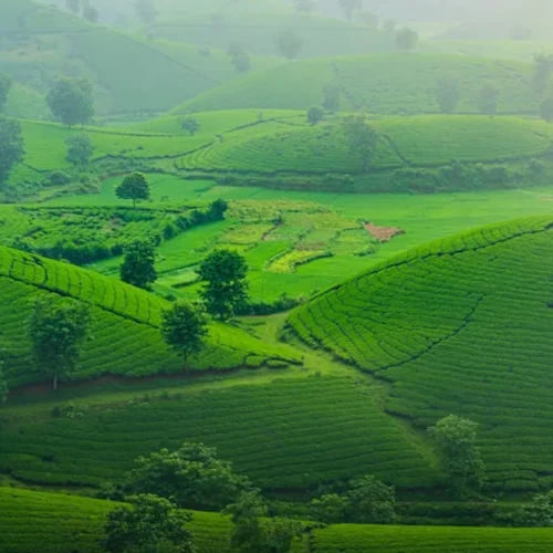 Gui Tea’s Secret to Matcha’s Complexity