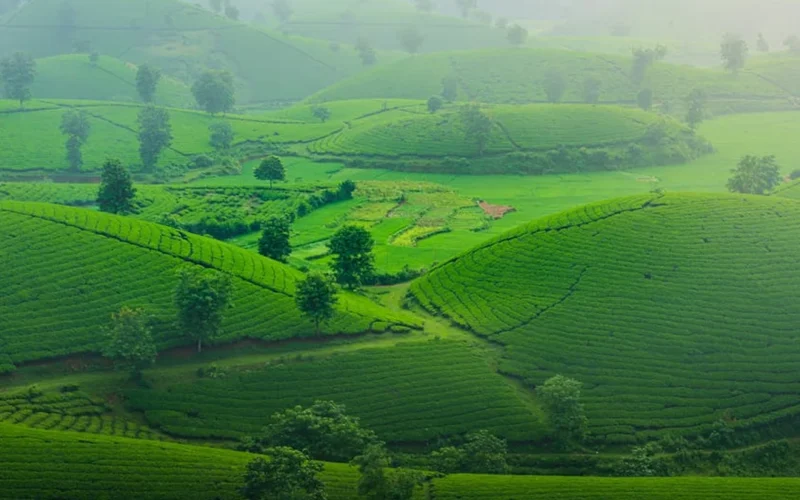 Misty mountain tea plantation with golden sunrise light and traditional workers in the background.