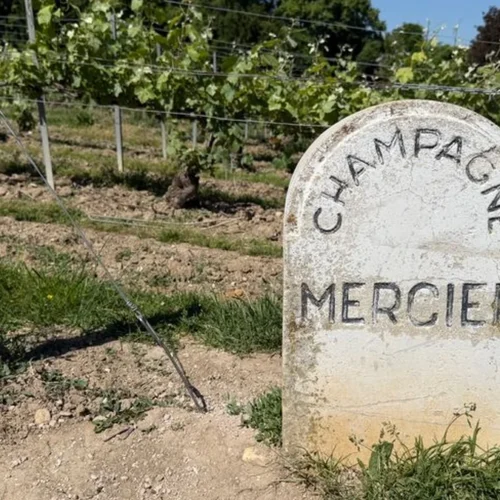 Gusbourne Estate Defines the Edge of English Viticulture
