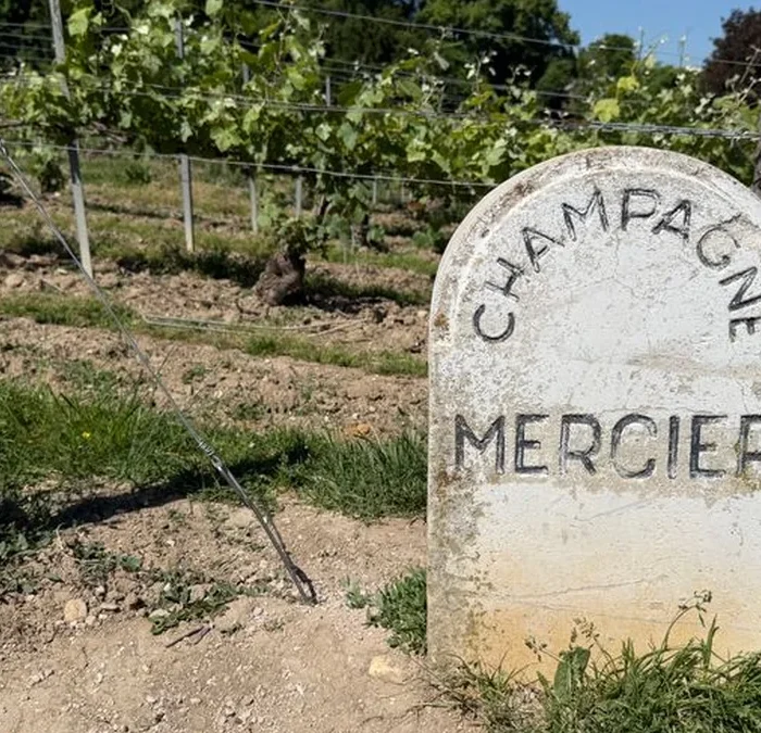 Gusbourne Estate Defines the Edge of English Viticulture
