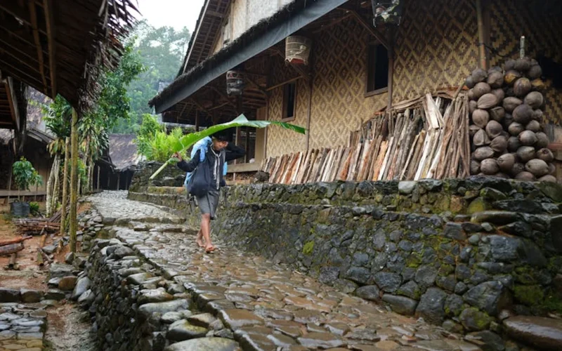 Farmer inspects rain-damaged coffee plants in Sumatra during heavy rainfall.