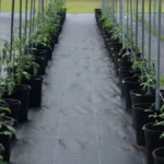 Young green coffee plant seedlings growing in a controlled scientific greenhouse environment.