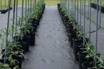 Innovea Is Rewriting the Genetic Future of Coffee