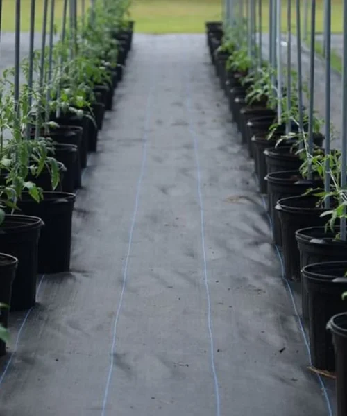 Innovea Is Rewriting the Genetic Future of Coffee
