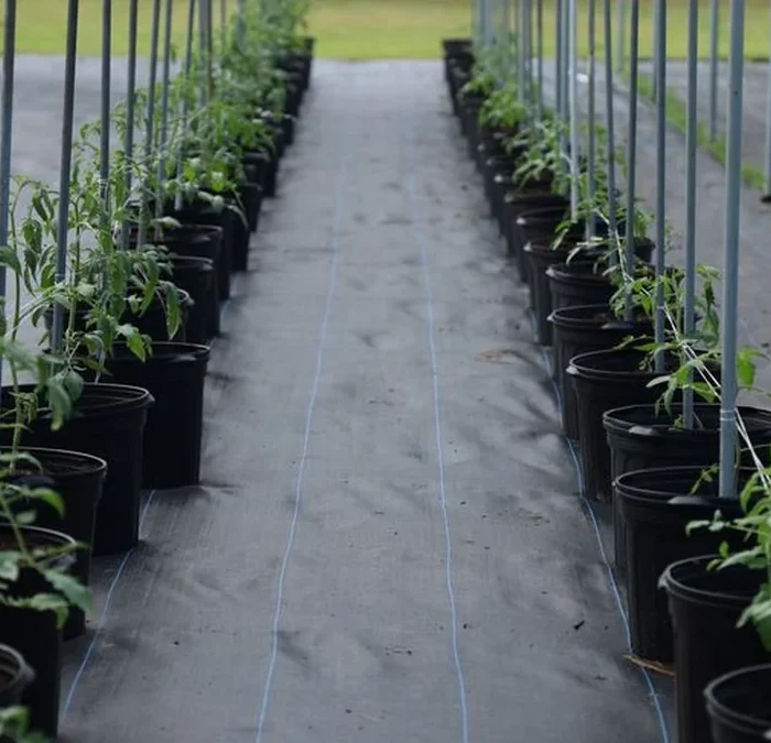 Innovea Is Rewriting the Genetic Future of Coffee