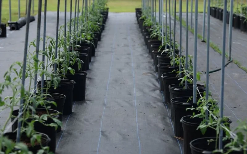 Young green coffee plant seedlings growing in a controlled scientific greenhouse environment.
