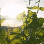 A glass of deep red Japanese wine set against a lush vineyard background.